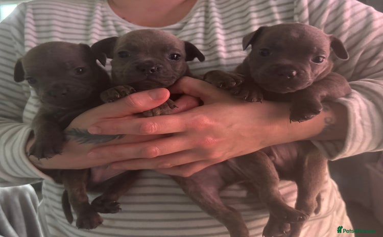 Mixed Breed dogs - Advert 11