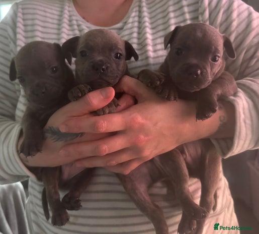 Mixed Breed dogs - Advert 1