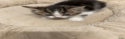 American Shorthair cats for sale: Adorable 8week old American shorthair kitten - Advert 3