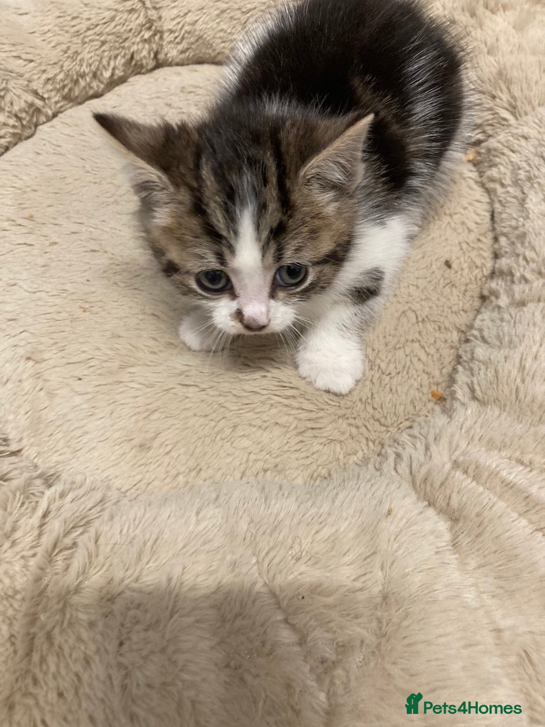 American Shorthair cats for sale: Adorable 8week old American shorthair kitten - Advert 3