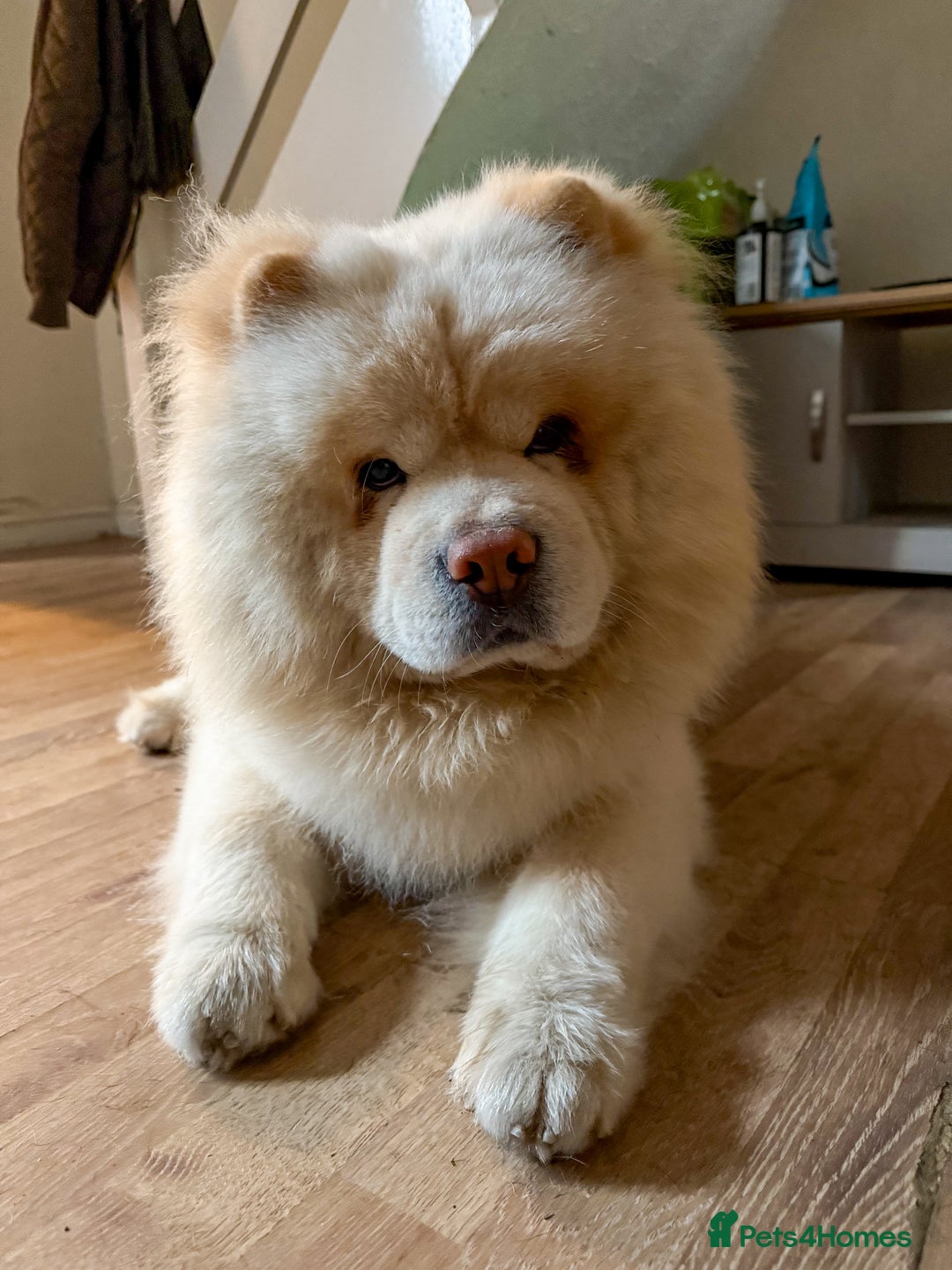 Gallery Image {{count}}