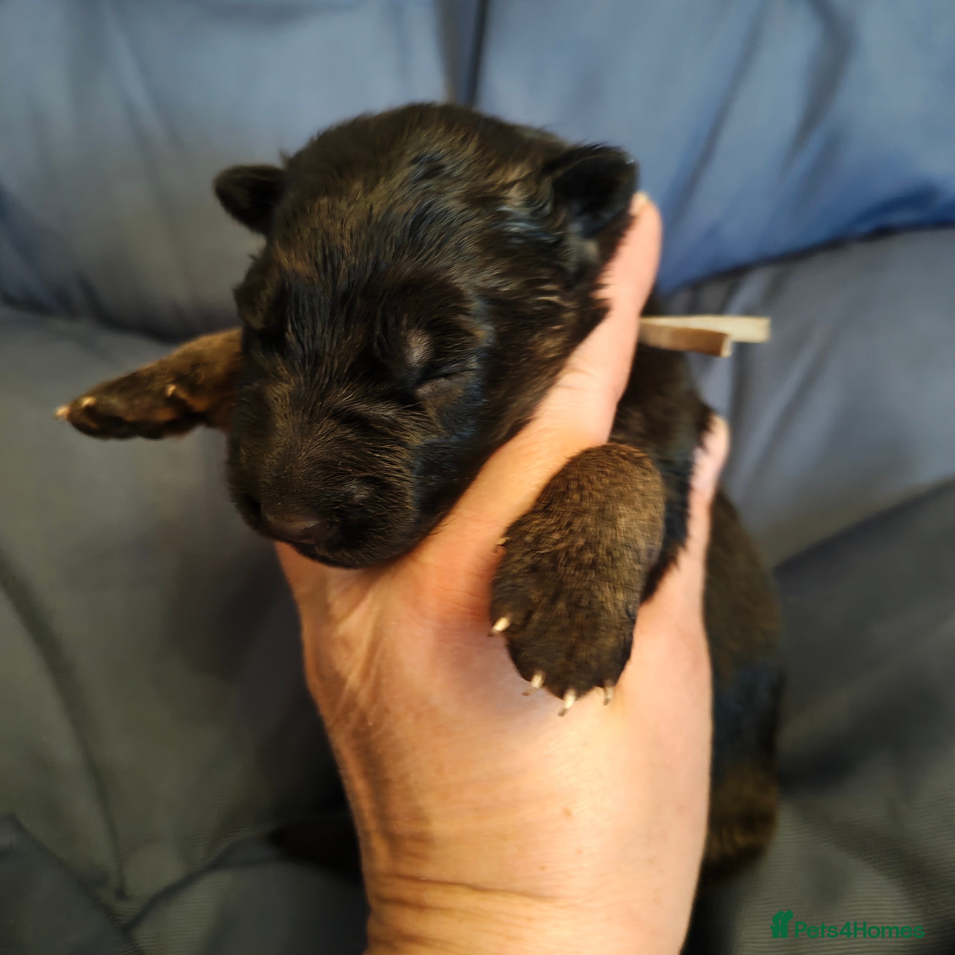 German Shepherd dogs Beautiful top quality long haired German shepherds - Advert 2