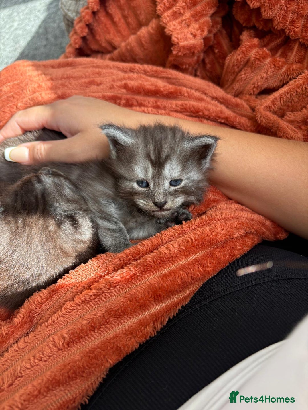 Maine Coon cats for sale: 🐾 Russian Maine Coon Kittens – TICA Registered 🐾 - Image 28