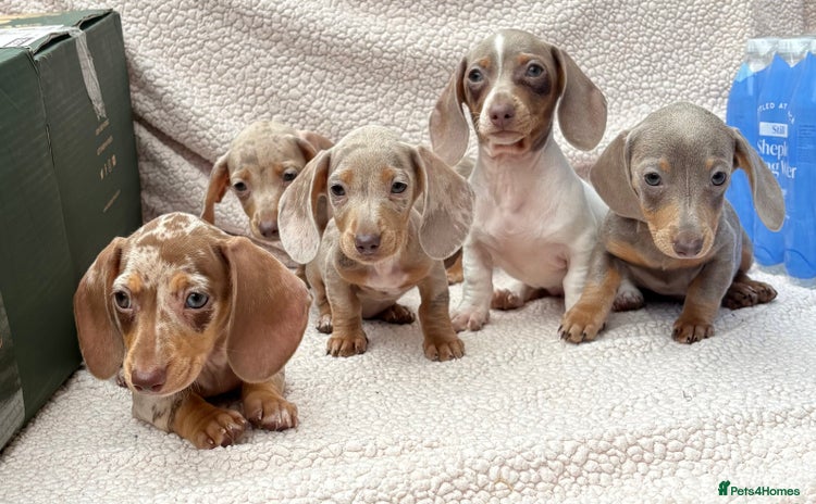 Miniature Dachshund dogs - Advert 7