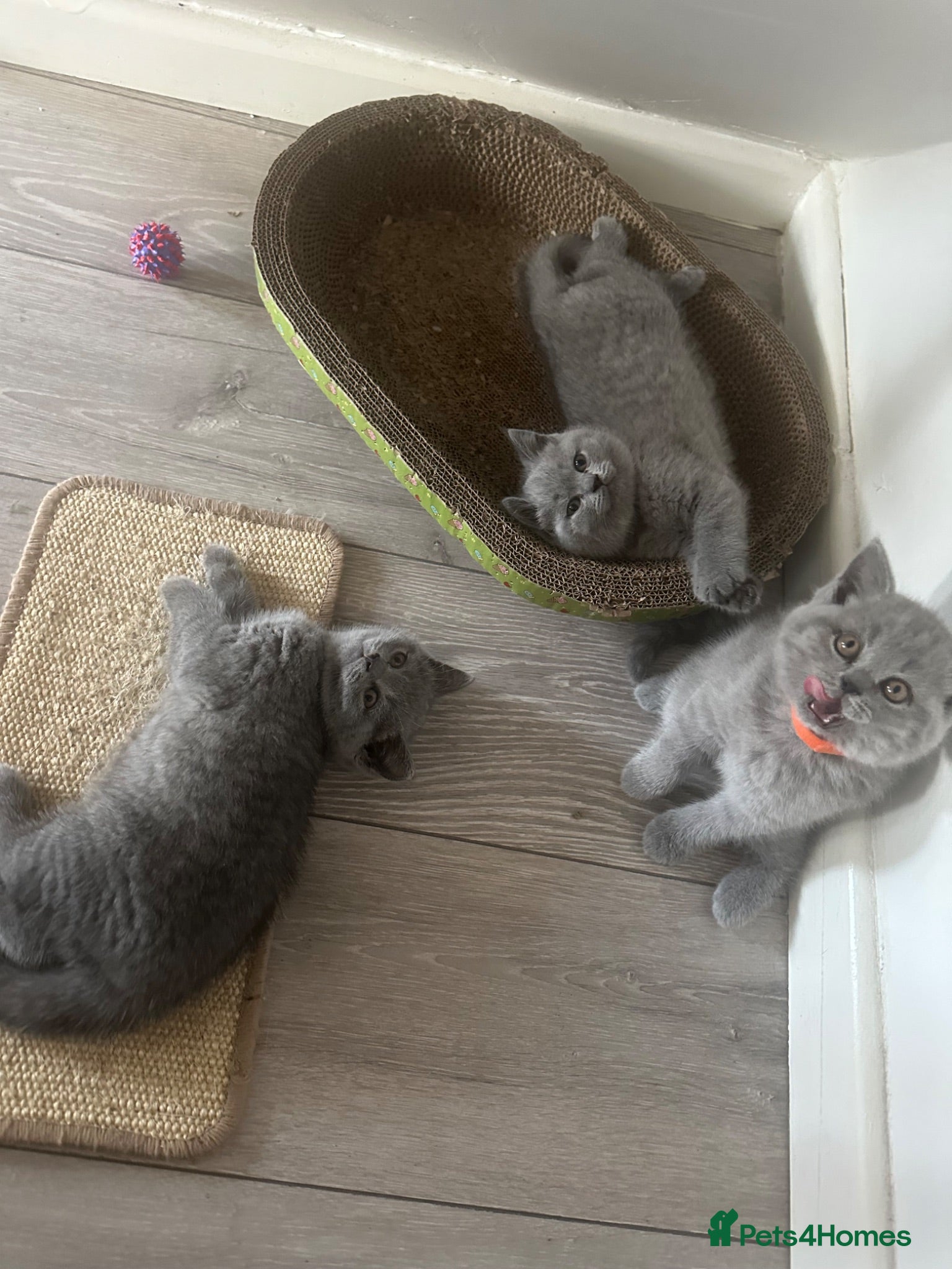 British Shorthair cats Bsh kittens blue ready to leave Sunday 12 July  - Advert 1