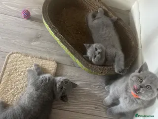 British Shorthair cats Bsh kittens blue ready to leave Sunday 12 July - Advert 1