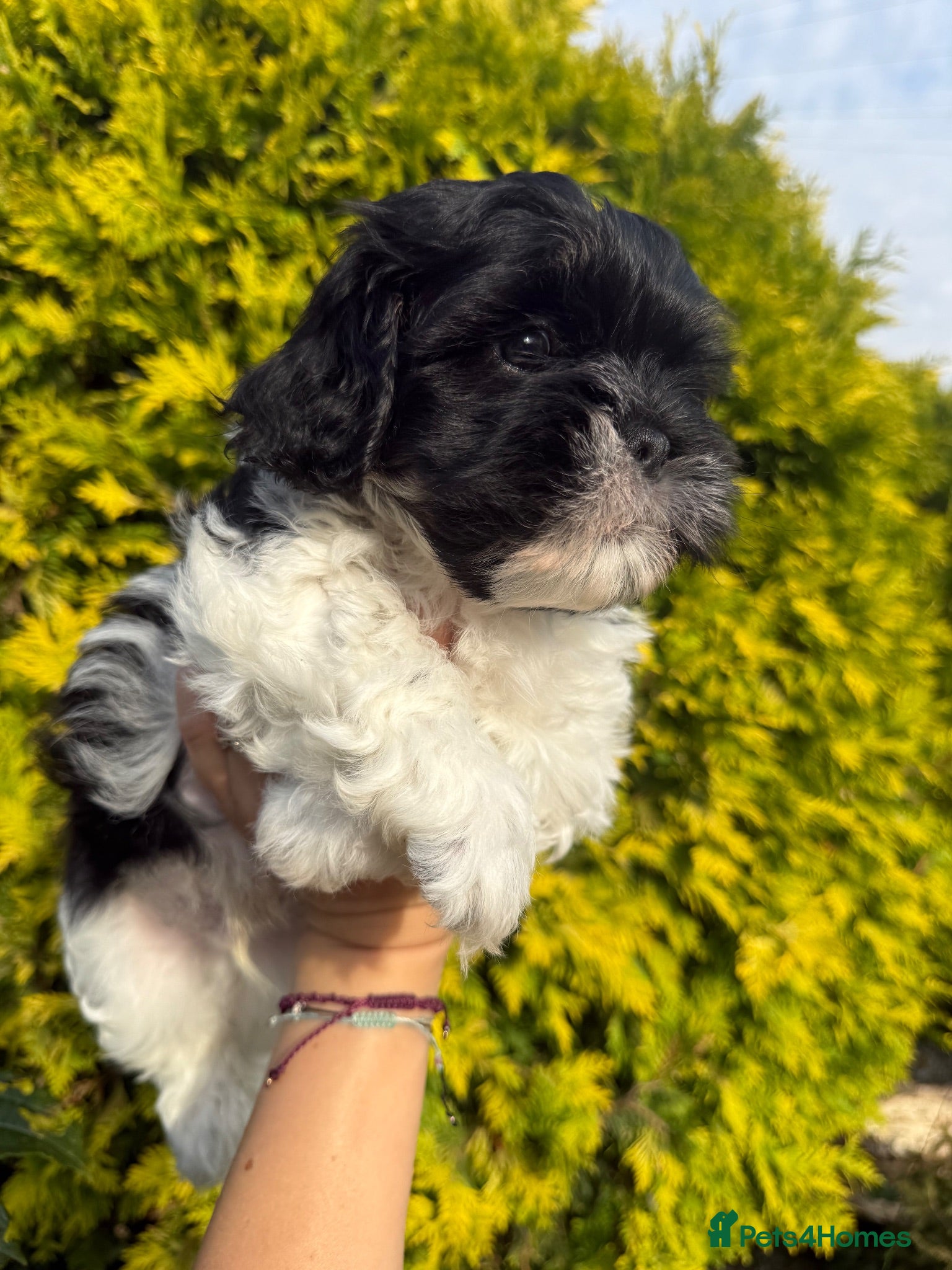 Mixed Breed dogs Gorgeous Malshi puppies - Advert 7