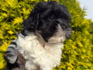 Mixed Breed dogs Gorgeous Malshi puppies - Advert 5