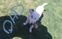 Jack Russell dogs for sale: Jolly Joyful Jack Russells  - Image 18