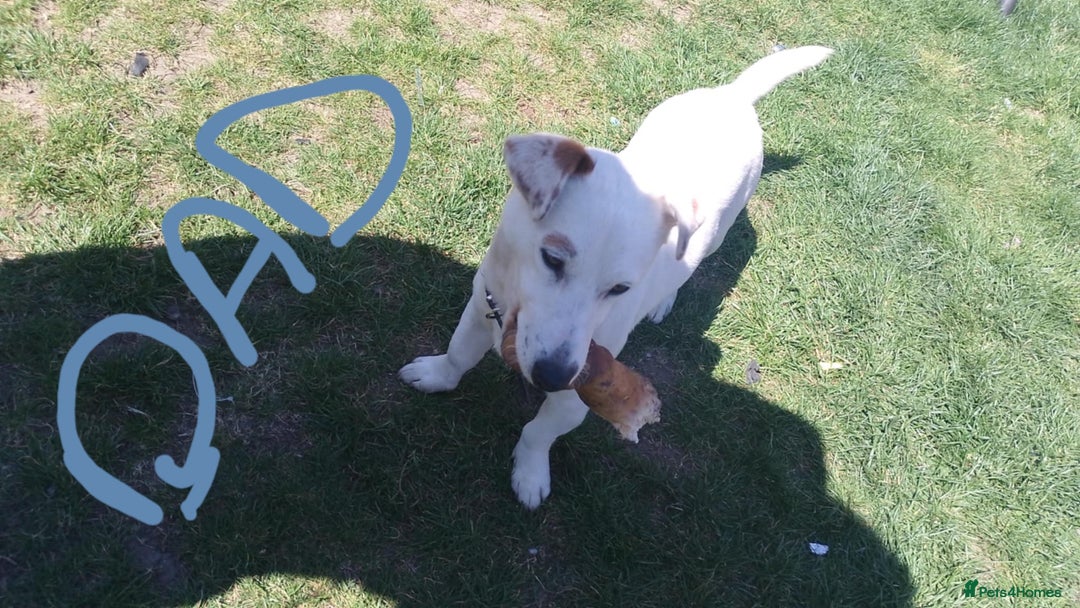 Jack Russell dogs for sale: Jolly Joyful Jack Russells  - Image 18