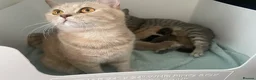 British Shorthair cats for sale: STUNNING LITTER OF RARE COLOUR KITTENS  - Advert 6