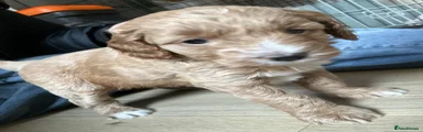 Cockapoo 4