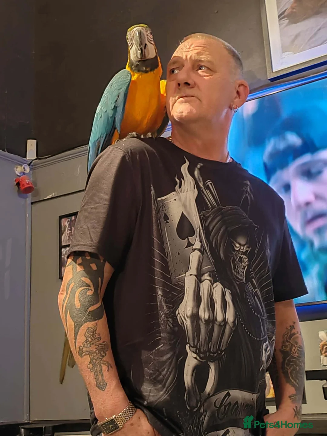 Macaws birds for sale: Missy the Macaw in Bristol - Advert 10
