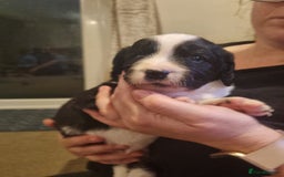 Mixed Breed dogs for sale:  Bearder collie x springer spaniel male puppy - Image 4