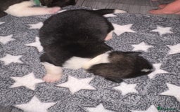 Akita dogs for sale: Akita pups Ready to leave 1st August  in Runcorn - Image 16