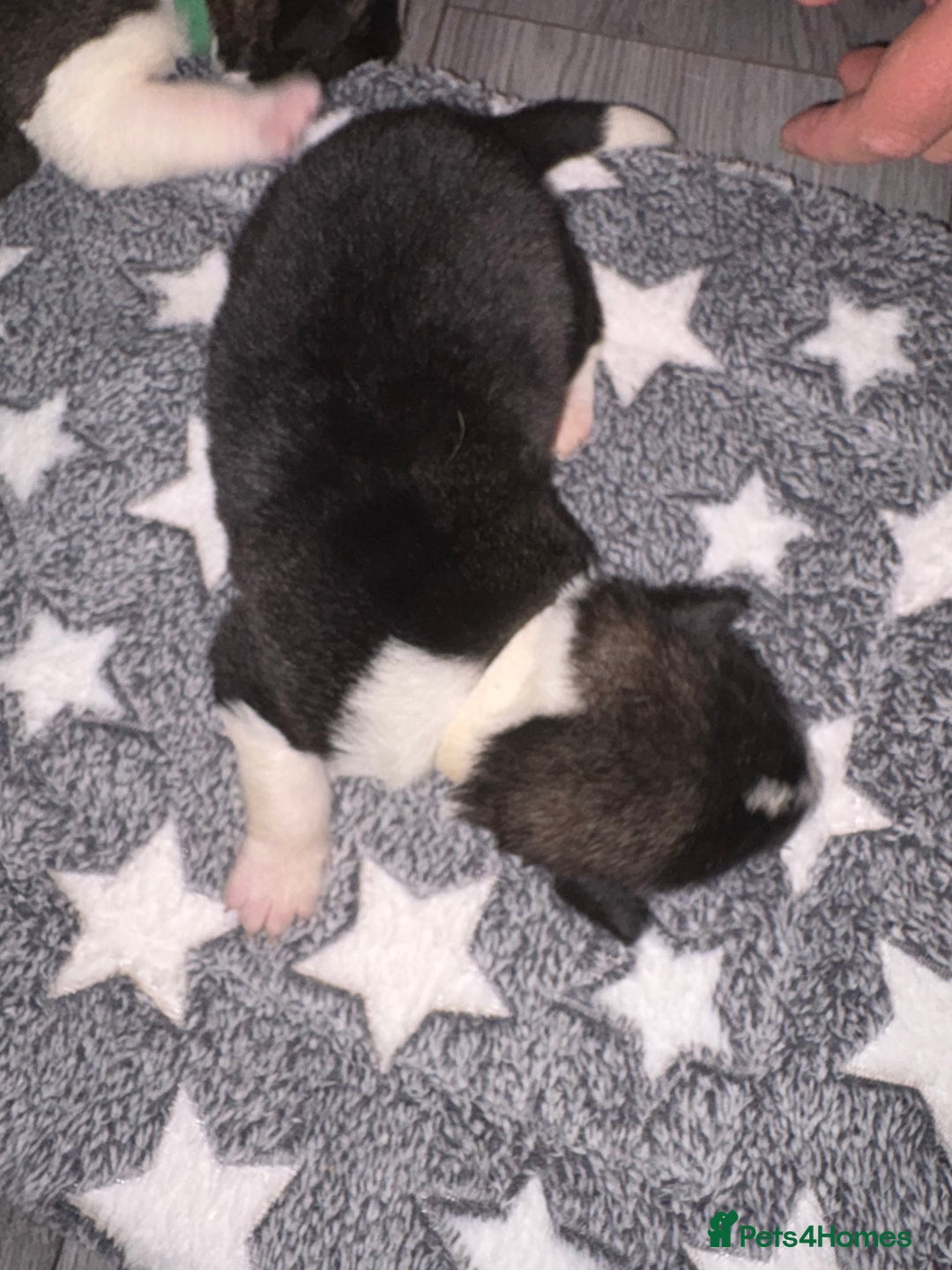 Akita dogs for sale: Akita pups Ready to leave 1st August  in Runcorn - Image 16