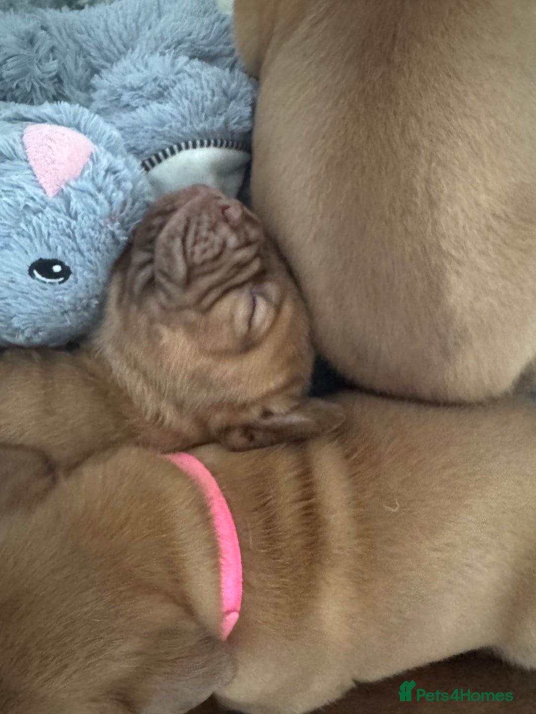 Dogue De Bordeaux dogs for sale: Stunning Quality Dogue de Bordeaux Puppies - Image 10