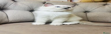 Ragdoll brown collar 