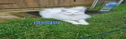 Maine Coon cats for sale: Maine Coon Kittens For Sale  - Advert 3