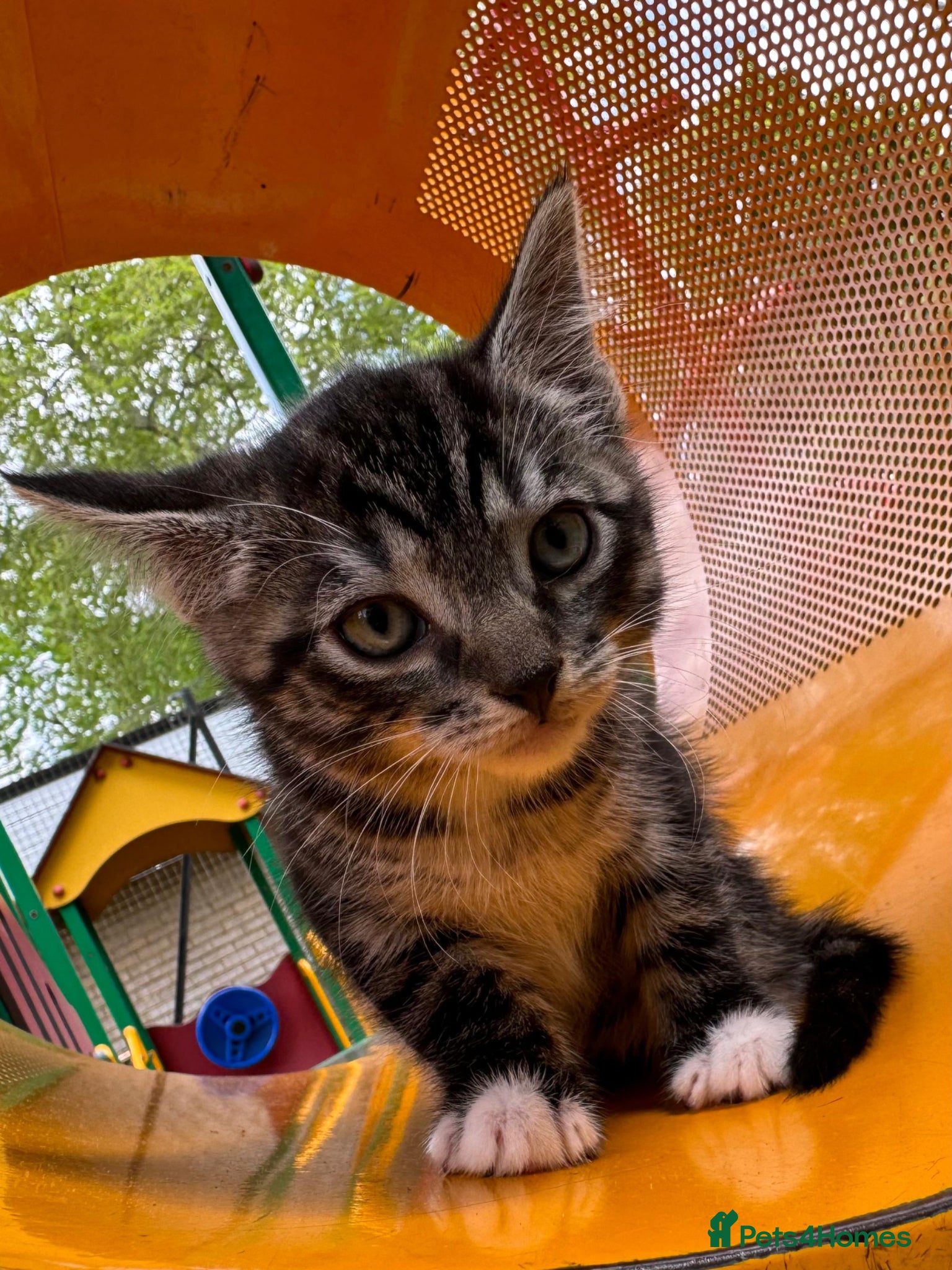 Mixed Breed cats Kitten  - Advert 13