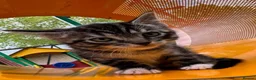 Mixed Breed cats for sale: Kitten  in London - Advert 3