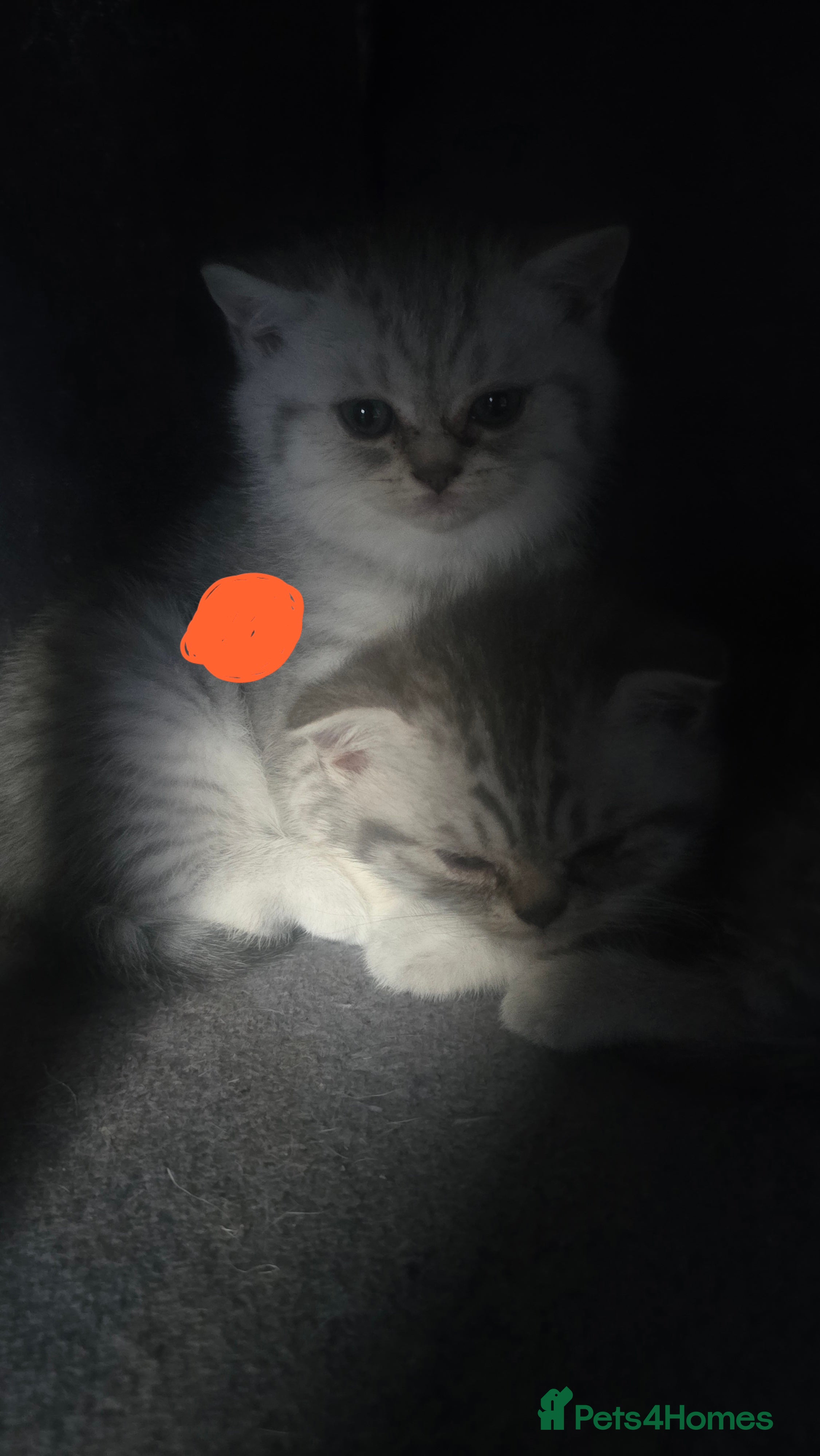 Scottish Fold cats Kitten 🐈🐈  - Advert 2