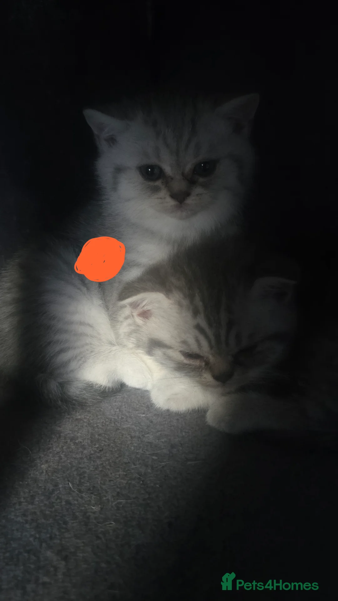 Scottish Fold cats for sale: Kitten 🐈🐈  - Advert 2