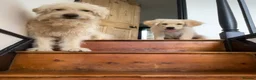 Goldendoodle dogs for stud: Proven F1 Goldendoodle for Stud in Penzance - Advert 14