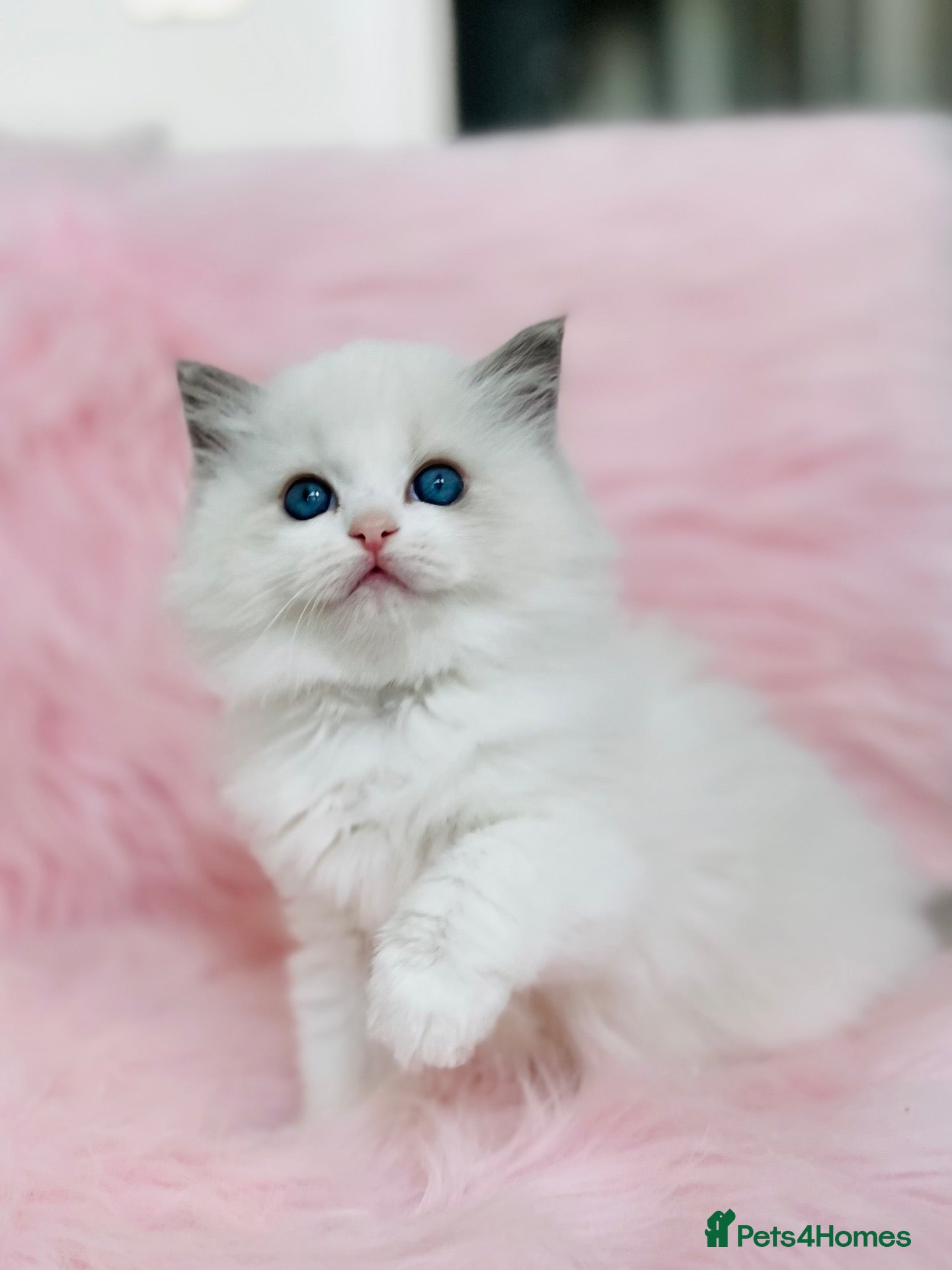 Ragdoll cats for sale: Beautiful with amazing eyes girl - Advert 2