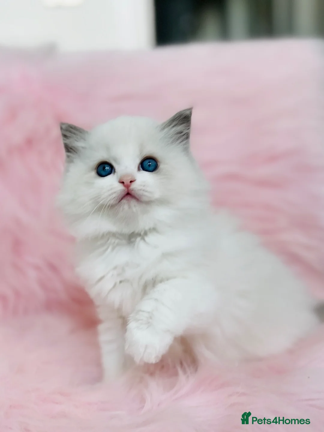 Ragdoll cats for sale: Beautiful with amazing eyes girl - Advert 2