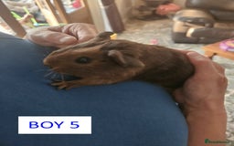 Guinea Pig rodents for sale: Male Guinea Pigs For Sale - Image 10