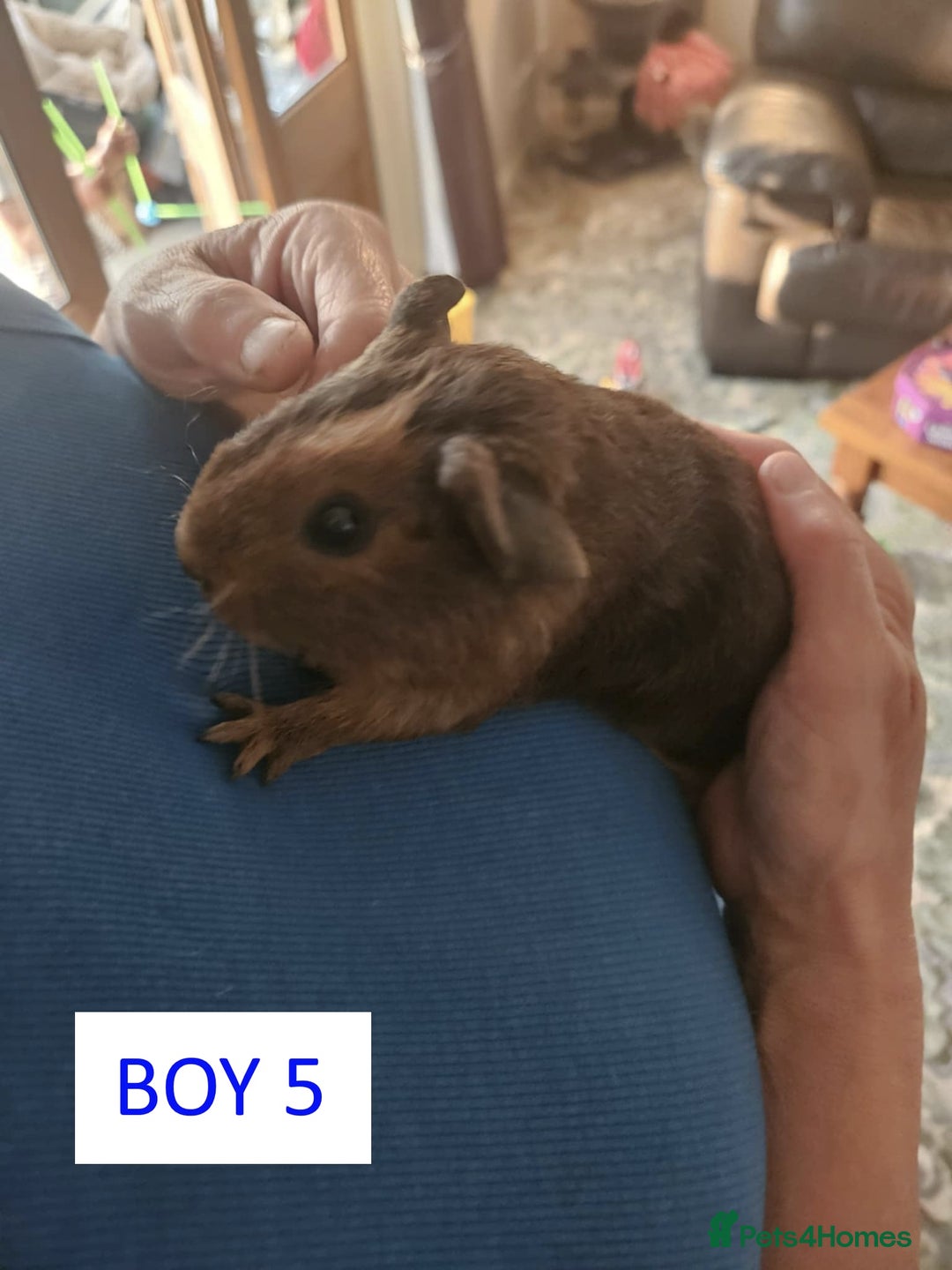 Guinea Pig rodents for sale: Male Guinea Pigs For Sale - Image 10