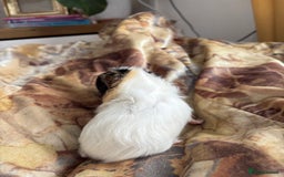 Guinea Pig rodents for sale: LONG HAIRED GUINEA PIGS 2 Boys 1 Girl - Image 10