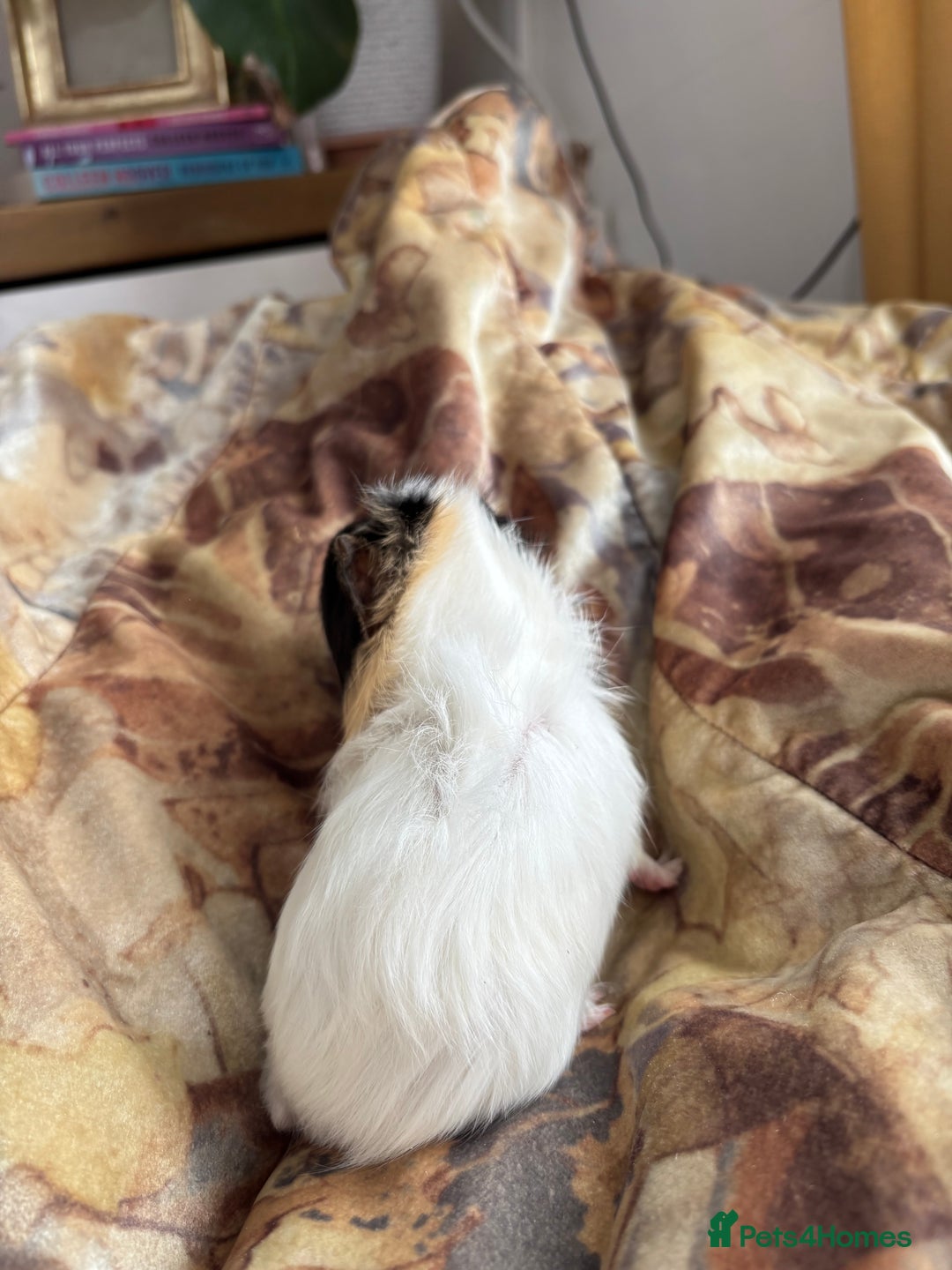 Guinea Pig rodents for sale: LONG HAIRED GUINEA PIGS 2 Boys 1 Girl - Image 10