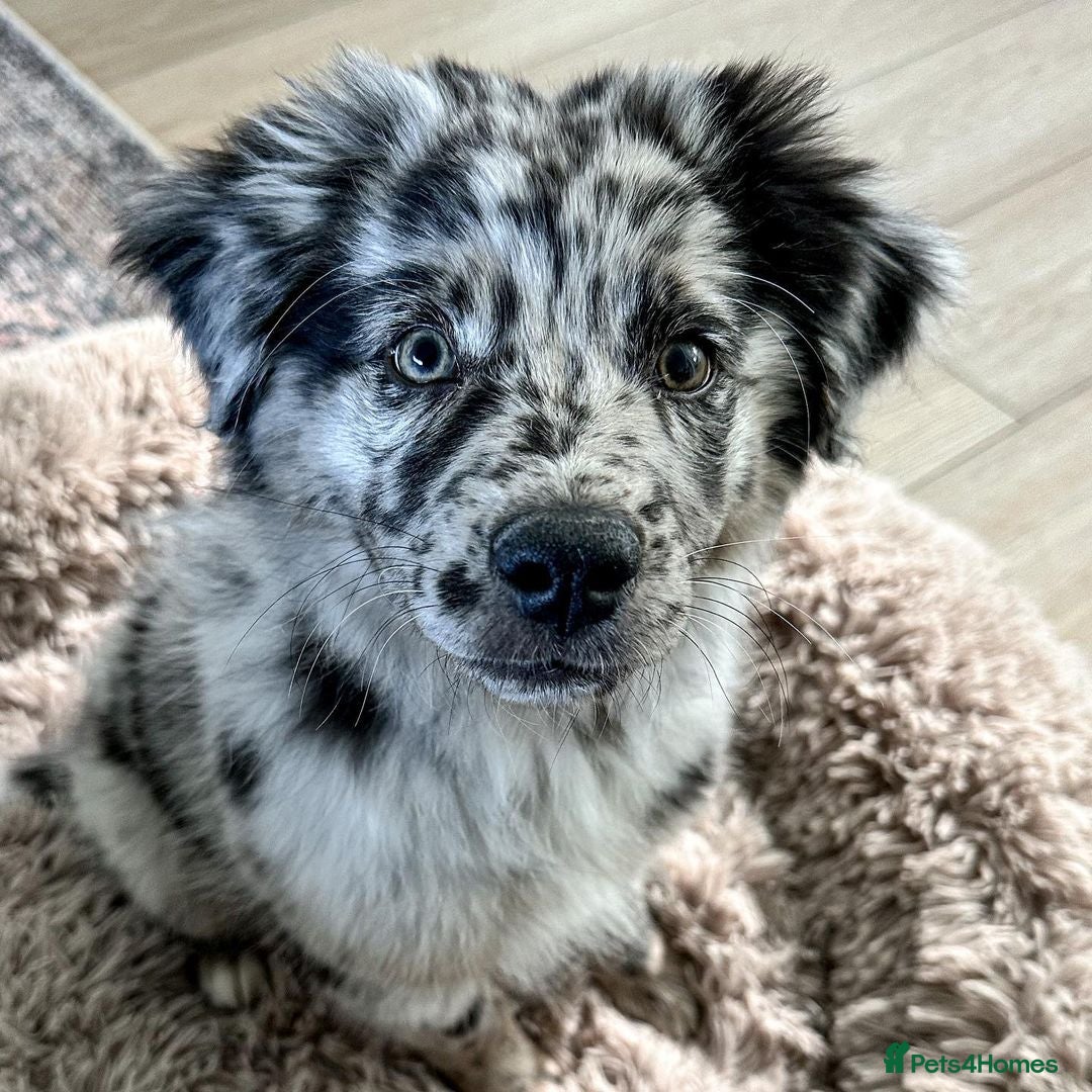 Australian Shepherd dogs for sale:  Australian Shepherd - Image 4