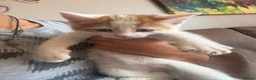 Turkish Angora cats for sale: Kittens - Advert 6