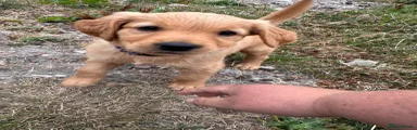 Golden Retriever 2