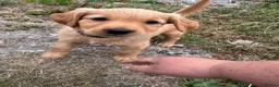 Golden Retriever dogs for sale: Golden Retriver KC Puppies  - Advert 4