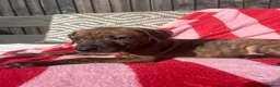 Mixed Breed dogs for sale: Rhodesian Ridgeback x Bull Lurcher - Advert 9