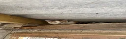 Mixed Breed cats for sale: 2 kittens looking for forever home - Advert 7