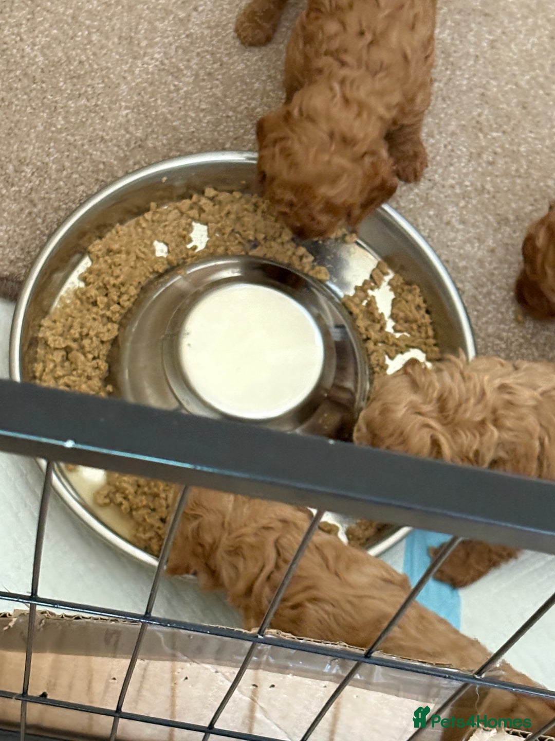 Miniature Poodle dogs for sale: Omg beautiful poodles - Image 7