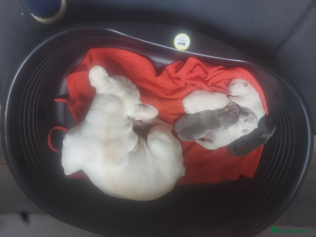 French Bulldog dogs for sale: 4 fluffy French bull dogs pups males 1 female  - Image 8
