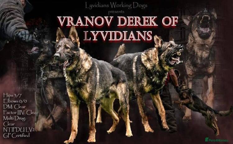 German Shepherd dogs - Advert 1