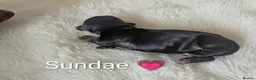 Miniature Dachshund dogs for sale: 🏆 Russian Champion lines + longhaired mini daxies - Advert 10