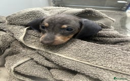 Miniature Dachshund dogs for sale:  Beautiful cute Miniatures dachshund  in Liverpool - Image 3