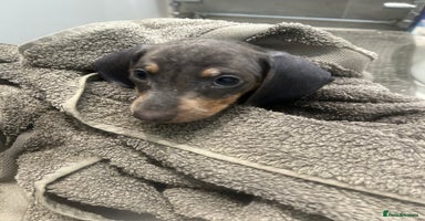 Miniature Dachshund dogs in Liverpool - Advert 5