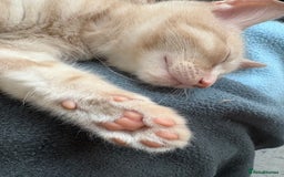 Domestic Shorthair cats for sale: Male and Female Kittens - Image 3