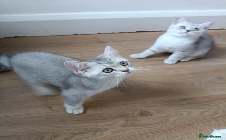 British Shorthair cats - Advert 2