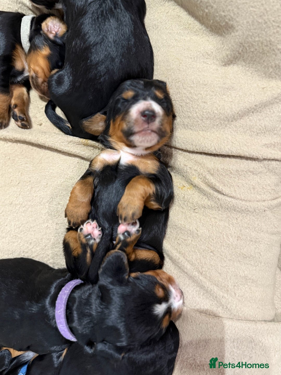 Cocker Spaniel dogs for sale: Male Working Cocker Spaniel Puppies for sale - Image 4