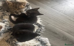 Mixed Breed cats for sale: Mixed breed 1 tabby 2 black white  - Image 2